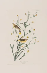 Illustration aus 