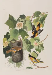 Illustration aus 