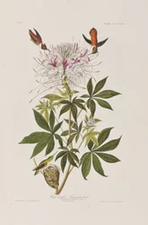 Illustration aus 