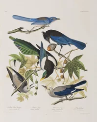 Illustration aus 