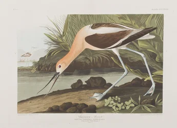 Illustration aus 