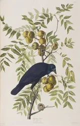 Illustration aus 