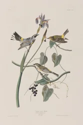 Illustration aus 