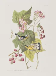 Illustration aus 