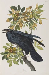 Illustration aus 