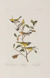 Illustration aus 