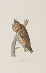 Illustration aus 