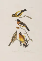 Illustration aus 