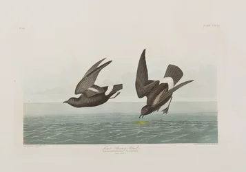 Illustration aus 