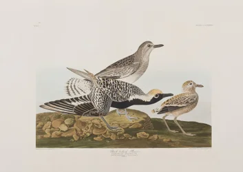 Illustration aus 