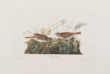 Illustration aus 