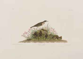 Illustration aus 