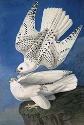 Gerfalke, Falco Islandicus, aus "Die Vögel Amerikas" von John J. Audubon, veröffentlicht 1827-38
