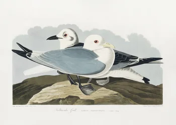 Dreizehenmöwe aus Birds of America (1827)