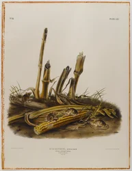 Kleine Erntemaus
