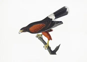 Louisiana-Habicht aus Birds of America (1827)