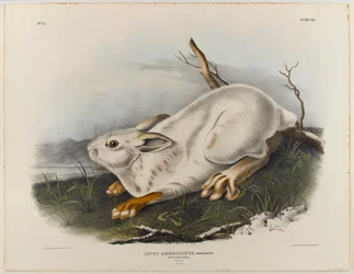 Nordhase (Winterfell)