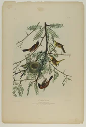 Garten-Trupial, gedruckt von Julien Bien und veröffentlicht von Roe Lockwood & Son, 1861