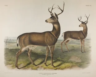 Tafel 106. Cervus Richardsonii, Aud & Bach. Kolumbianischer Schwarzschwanzhirsch, 1848