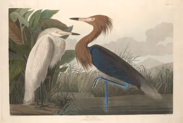 Purpurreiher, 1835