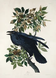 Rabe aus Birds of America (1827)