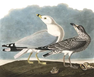 Ringelmöwe, Larus Delawarensis, aus "Die Vögel Amerikas" von John J. Audubon, veröffentlicht 1827-38