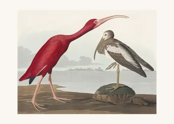 Scharlachsichler aus Birds of America (1827)
