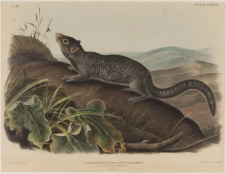 Spermophilus Macrourus (Langschwänziges Ziesel)