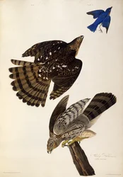 Stanley Hawks. Aus Die Vögel Amerikas, 1827-1838