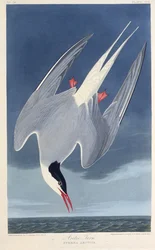 Die Küstenseeschwalbe. Aus Die Vögel Amerikas
