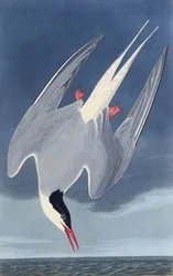 Die Küstenseeschwalbe. Aus Die Vögel Amerikas