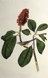 Der Kanada-Waldsänger. Aus Die Vögel Amerikas, 1827-1838