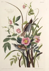 Der Küstenfink. Aus Die Vögel Amerikas, 1827-1838