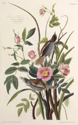 Der Küstenfink. Aus Die Vögel Amerikas, 1827-1838