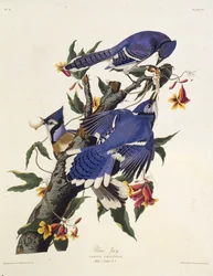 Der Blauhäher. Aus Die Vögel Amerikas, 1827-1838