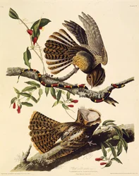 Der Chuck-wills-widow. Aus Die Vögel Amerikas, 1827-1838