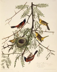 Der Gartenwaldsänger. Aus Die Vögel Amerikas, 1827-1838