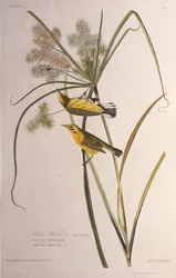 Der Präriewaldsänger. Aus Die Vögel Amerikas, 1827-1838