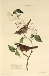 Der Weißkehl-Spatz. Aus Die Vögel Amerikas, 1827-1838