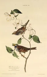 Der Weißkehlspatz. Aus Die Vögel Amerikas, 1827-1838
