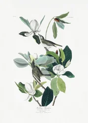 Singender Fliegenschnäpper aus Birds of America (1827)