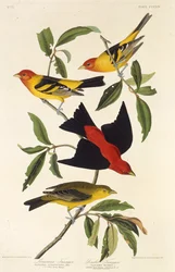 Western Tanager. Scarlet Tanager. Aus Die Vögel Amerikas, 1827-1838