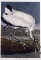 Waldstorch