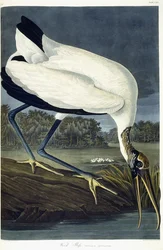 Waldstorch, 1834