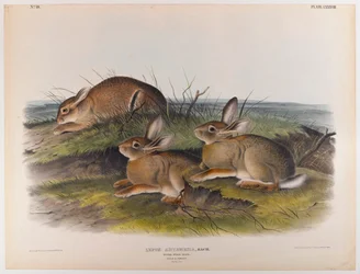 Wermut-Hase