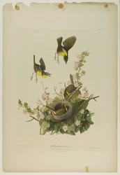 Gelbbrust-Chat, gedruckt von Julien Bien und veröffentlicht von Roe Lockwood & Son, 1861