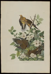 Karolina-Taube oder Turteltaube, aus Birds of America, graviert von Robert Havell (1793-1878)