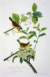 Maryland-Gelbkehlchen, aus Birds of America, graviert von Robert Havell (1793-1878)