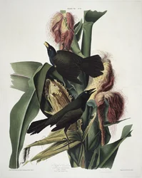 Der Purpur-Grackel, aus Birds of America, graviert von Robert Havell (1793-1878)