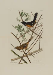 Towhe-Ammer, aus Birds of America, graviert von Robert Havell (1793-1878)